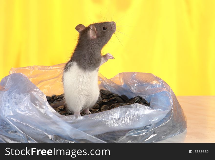 Grey rat on a yellow background