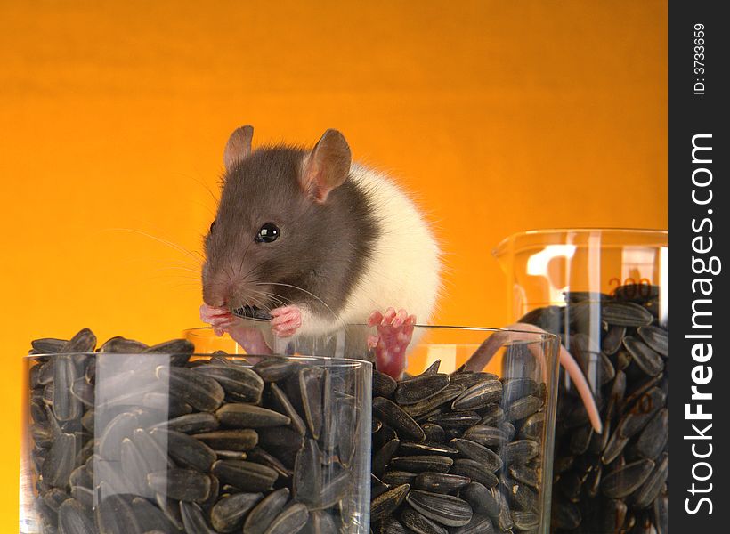 Grey rat on a î²¡nge background