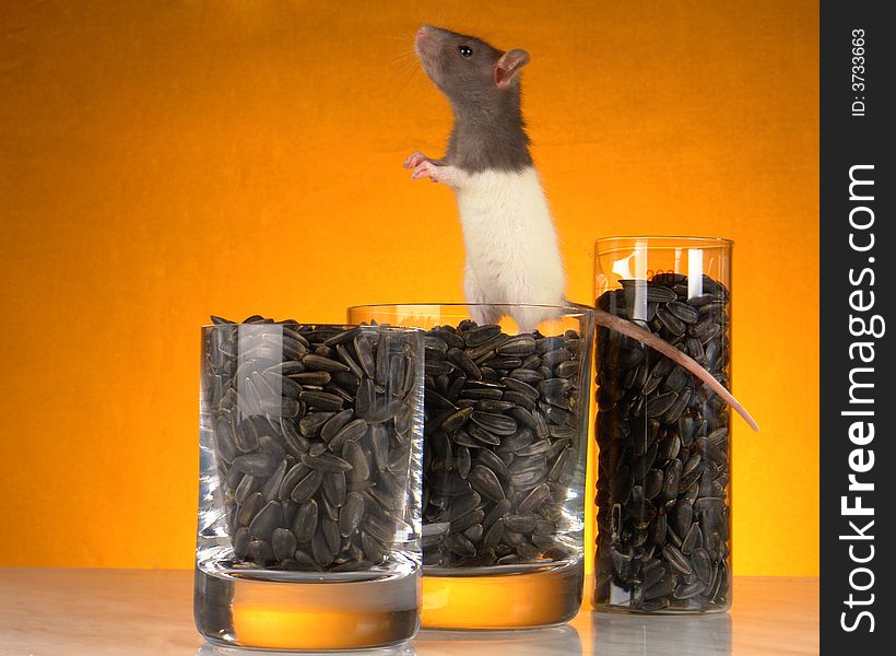Grey rat on a orange background