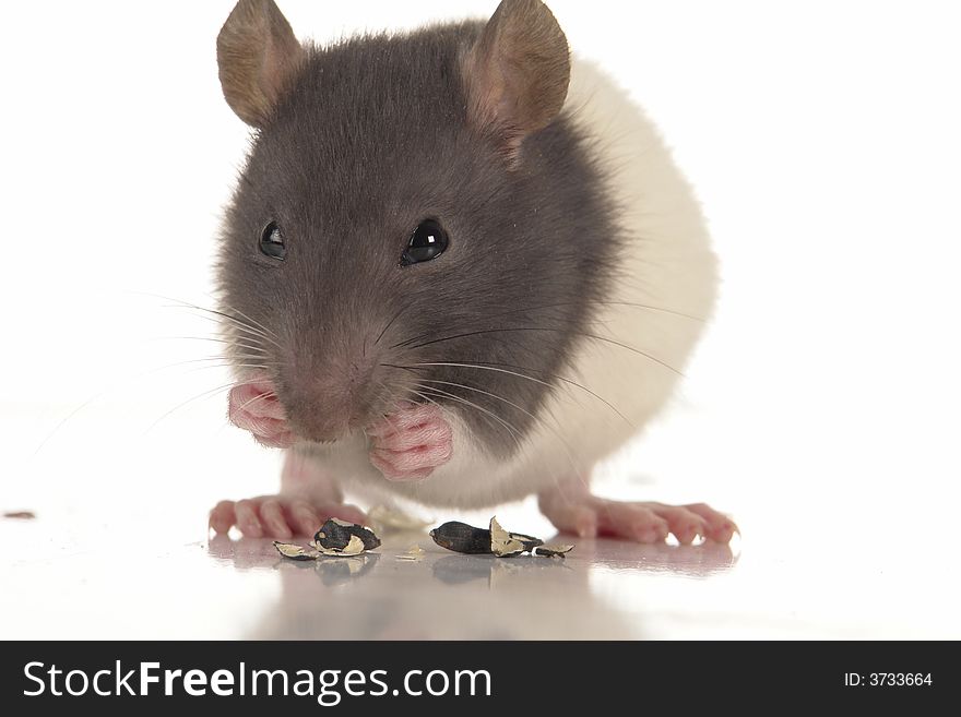 Grey rat on a white background