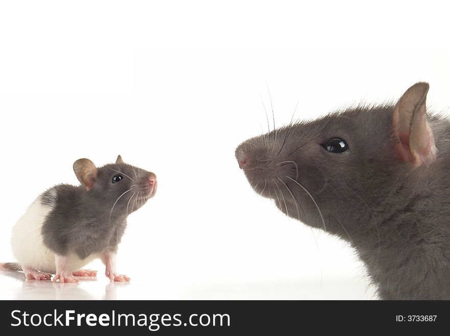 Grey rat on a white background