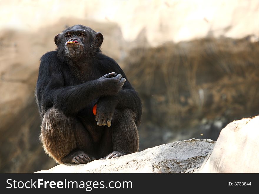 Chimpanzee eating an apple and sitting on a rock
