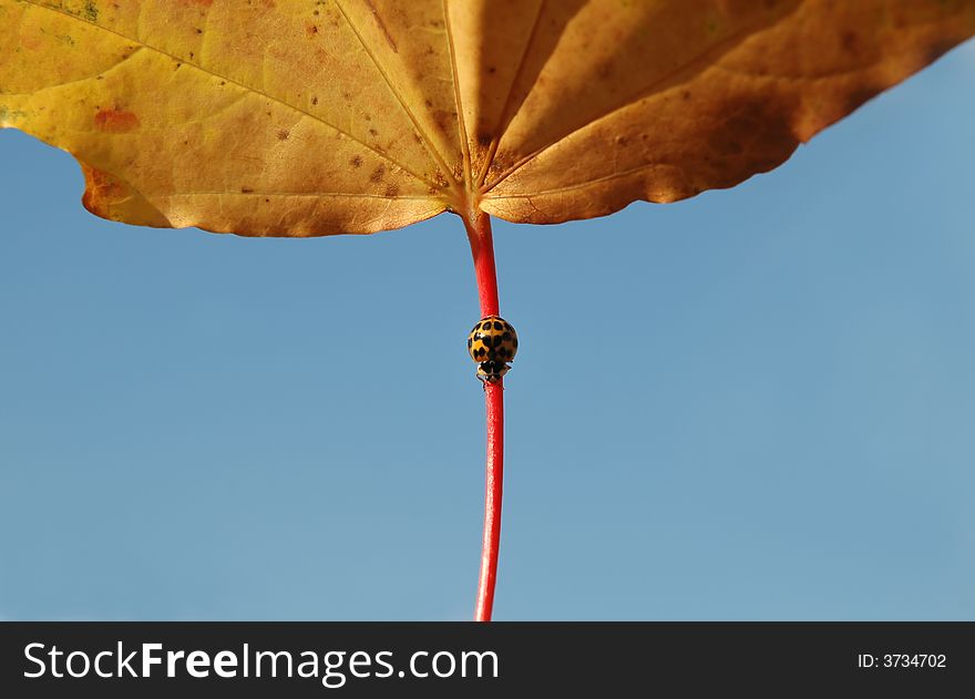 Tiny ladybug on large autumn leaf. Tiny ladybug on large autumn leaf
