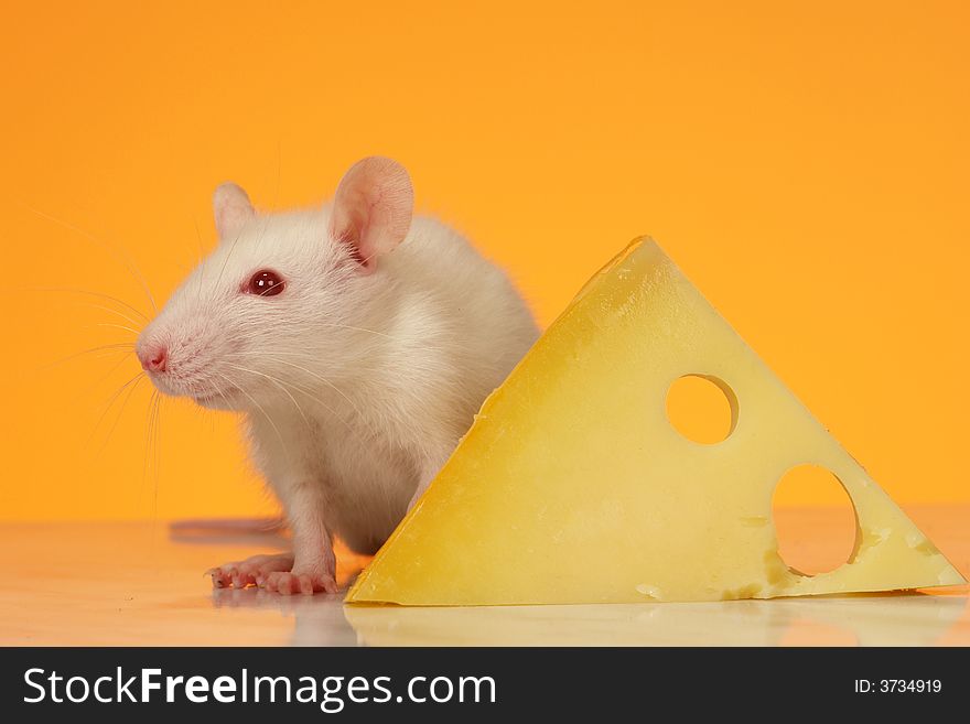 Rat on a yellow background