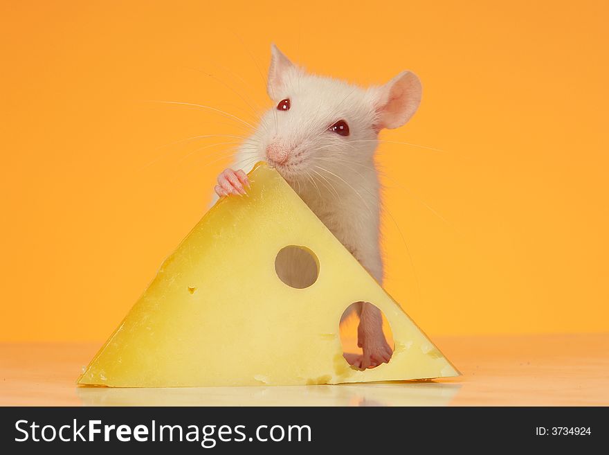 Rat on a yellow background