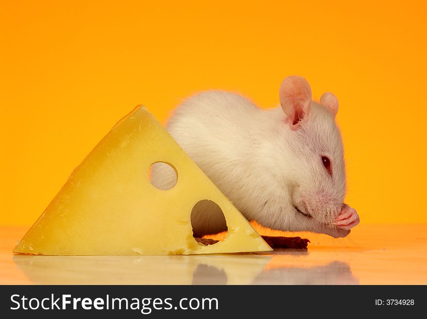 Rat on a yellow background