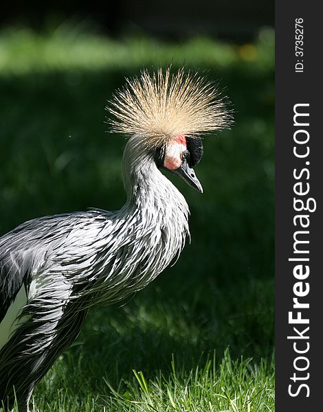 Portrait of Black Crown Crane. Portrait of Black Crown Crane