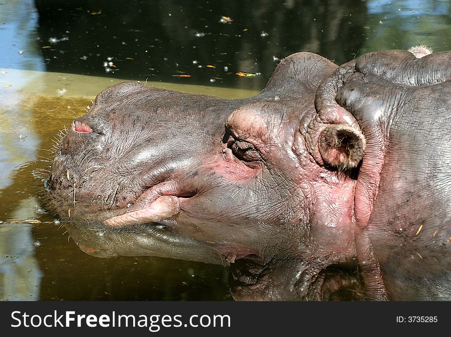 Hippo's portrait in the water