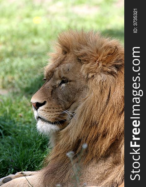 Portrait of resting male lion. Portrait of resting male lion