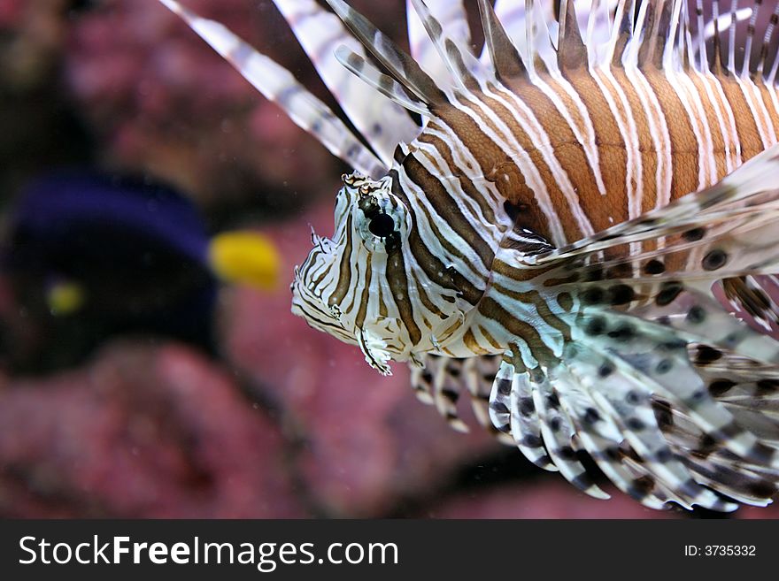 Petrois Volitans called as Lionfish. Other common names: Turkeyfish, scorpionfish, firefish. Range: Tropical regions of the Indian and Pacific Oceans, including reefs of the Red and Arabian Seas and Indonesia.