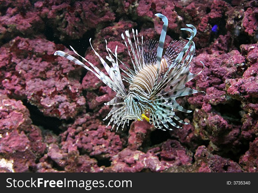 Petrois Volitans called as Lionfish. Other common names: Turkeyfish, scorpionfish, firefish. Range: Tropical regions of the Indian and Pacific Oceans, including reefs of the Red and Arabian Seas and Indonesia.