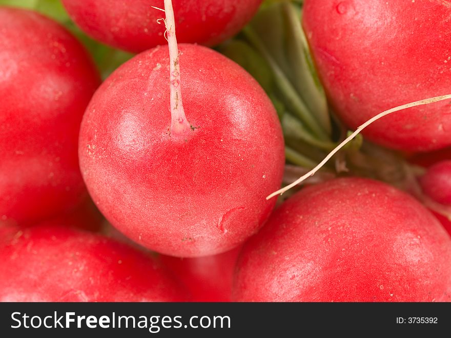 Fresh radish background