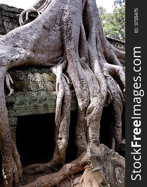 Tree in Ta Prohm, Angkor Wat, Cambodia