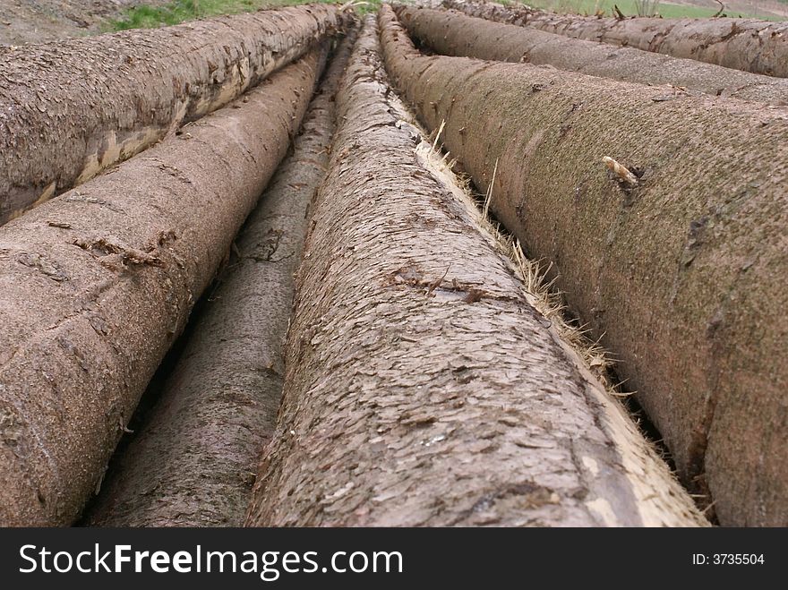 Freshly cut Timber of pine-trees.