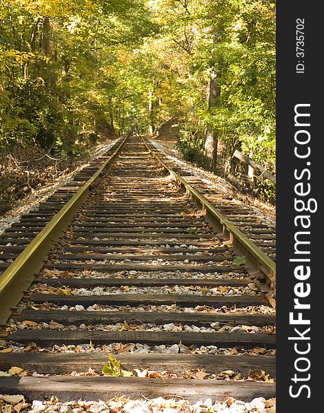 A straight run of railroad tracks disappearing into the forest. A straight run of railroad tracks disappearing into the forest