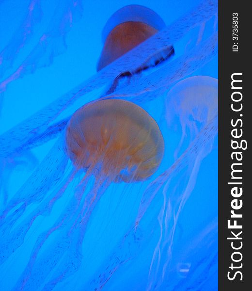 Jelly fish at Sentosa Underwaterworld. Jelly fish at Sentosa Underwaterworld