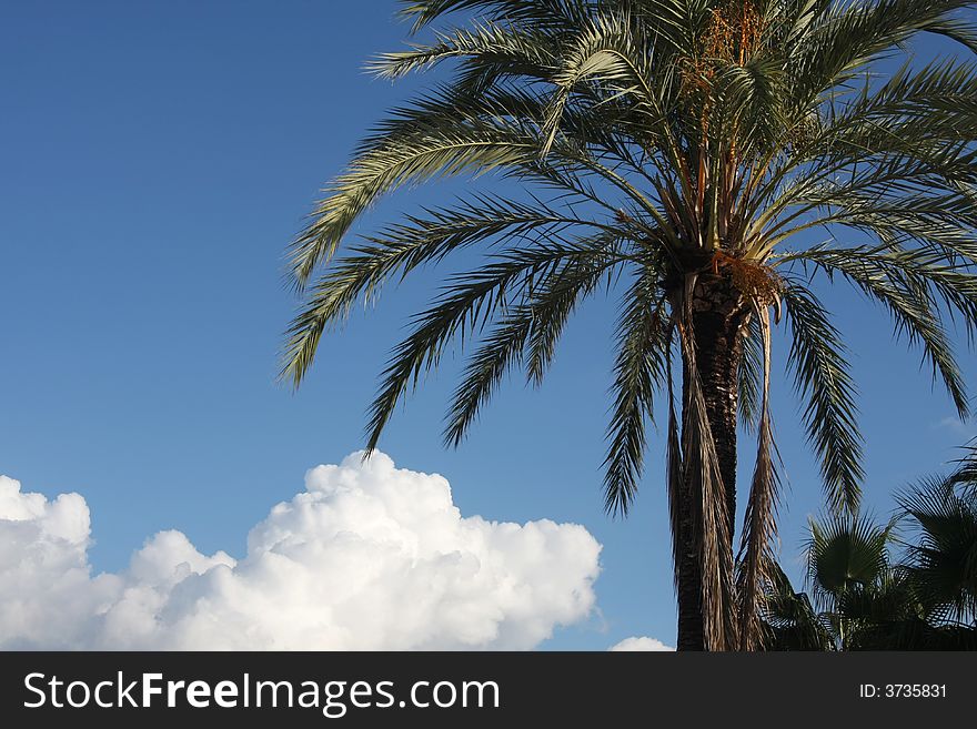 Palm tree and fluffy cloud in sky. Palm tree and fluffy cloud in sky