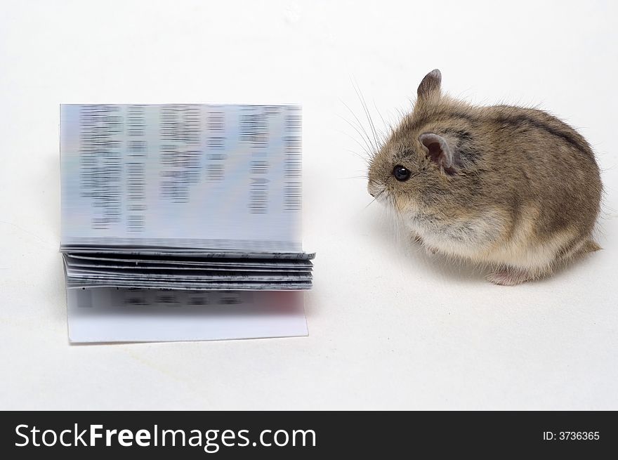 The white background in the small reading hamster. The white background in the small reading hamster