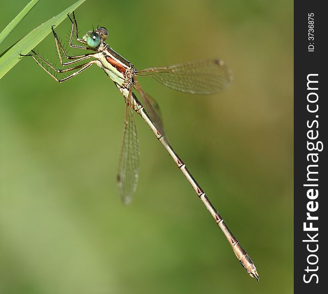 Little dragonfly with metallic stripes and big green eyes