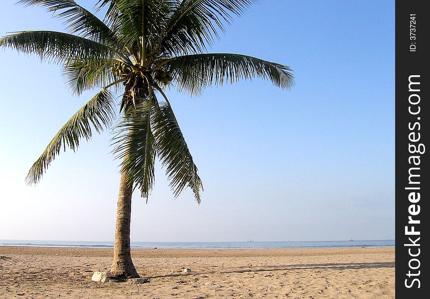 A singel palm tree standing on a beach in san blas mexico. A singel palm tree standing on a beach in san blas mexico