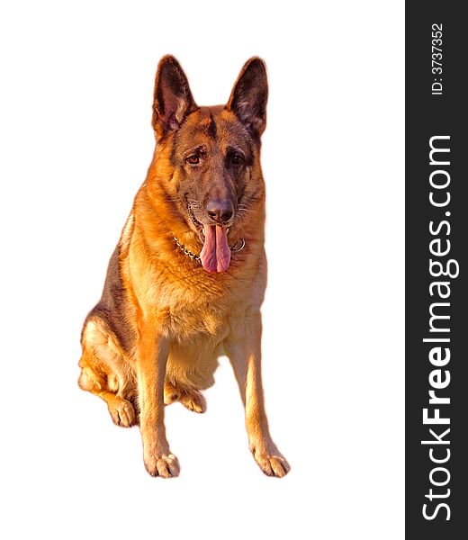 Isolated German Shepherd/Alsatian in a very keen pose. Isolated German Shepherd/Alsatian in a very keen pose