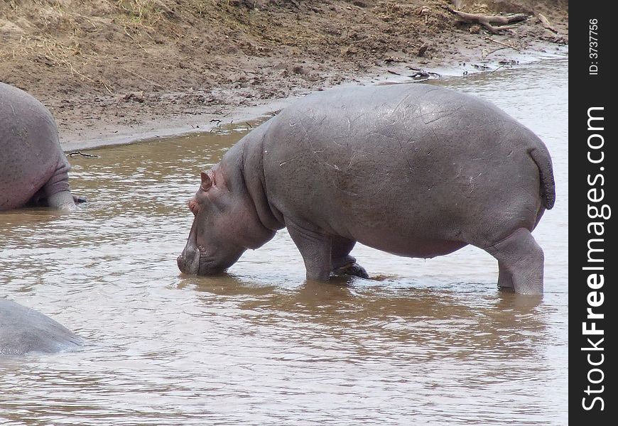 Hippos at Mara river, Kenya