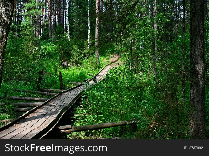 Footbridge In A Forest