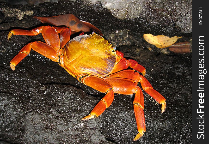 Galapagos crab with very nice colour. Galapagos crab with very nice colour