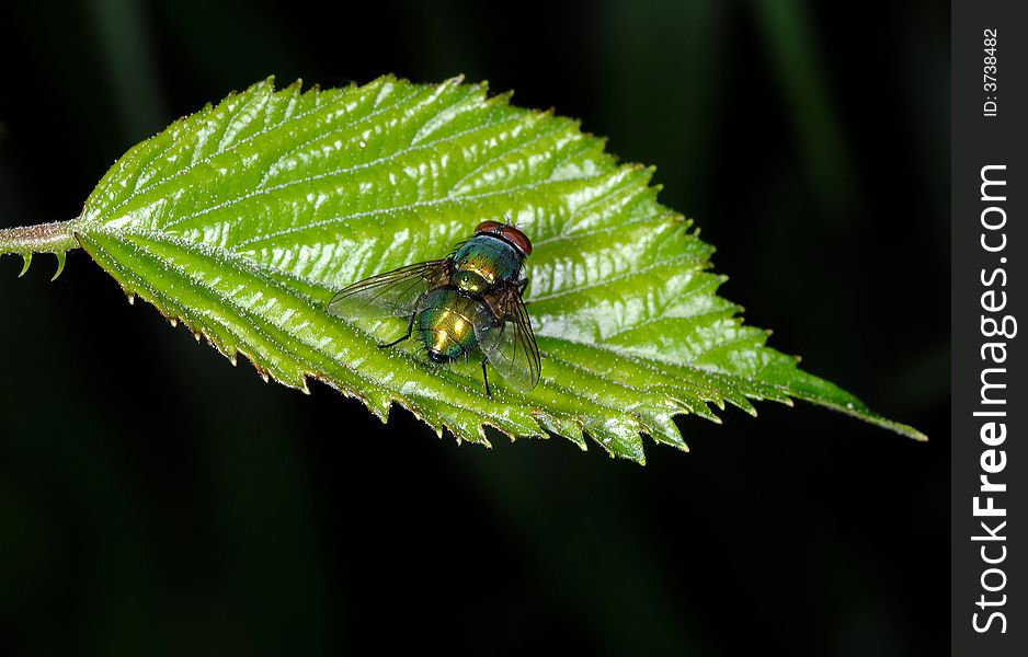 Close up of a fly over leaf plant