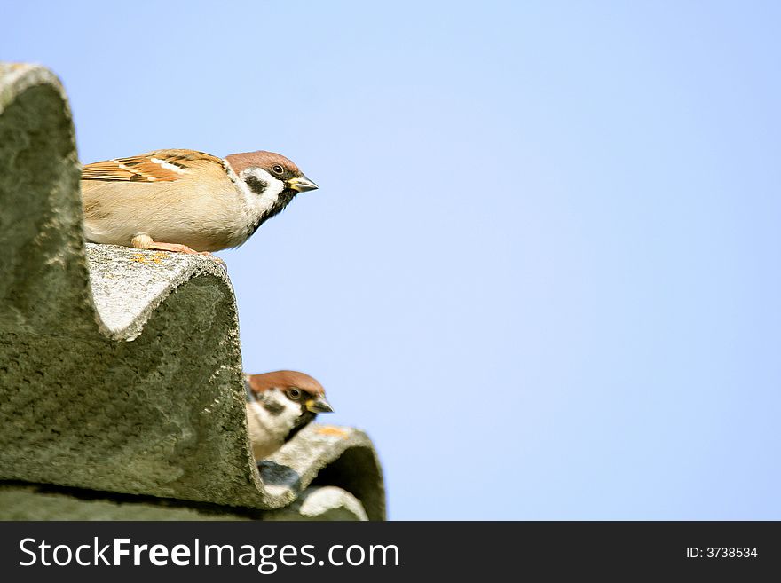 Eurasian Tree Sparrow,  Passer Montanus