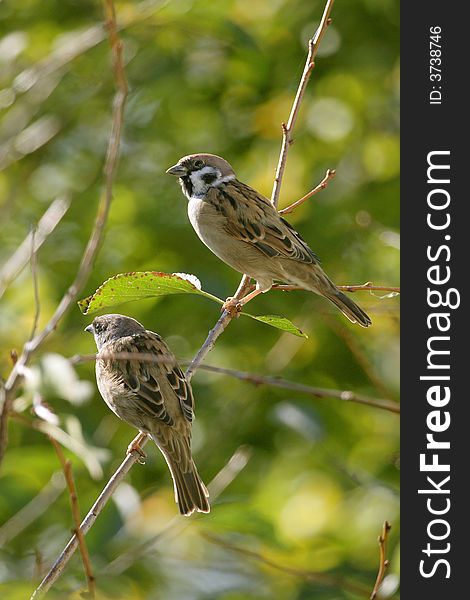 Sparrows,  Passer montanus, sit on a branch of a cherry on a background of green foliage. Sparrows,  Passer montanus, sit on a branch of a cherry on a background of green foliage