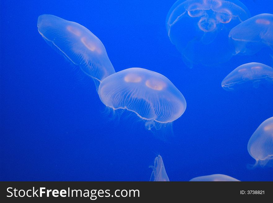 White jellyfish floating in an aquarium with a deep blue background.