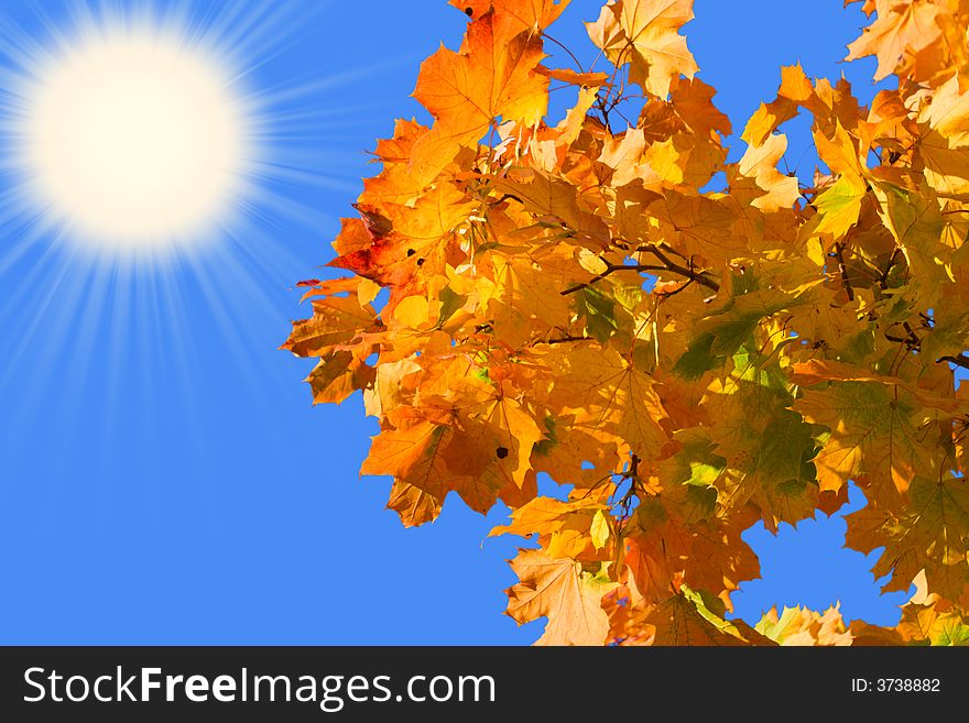 Maple leaves on a background of the blue sky