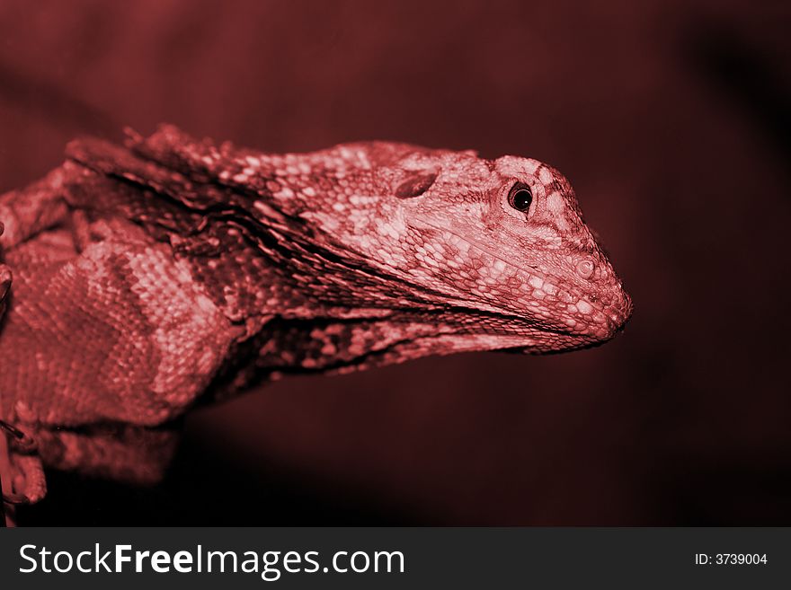 Agama lizard shot in terrarium tonned in red. Agama lizard shot in terrarium tonned in red