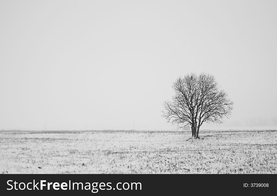 Winter landscape with lonely tree in field. Winter landscape with lonely tree in field