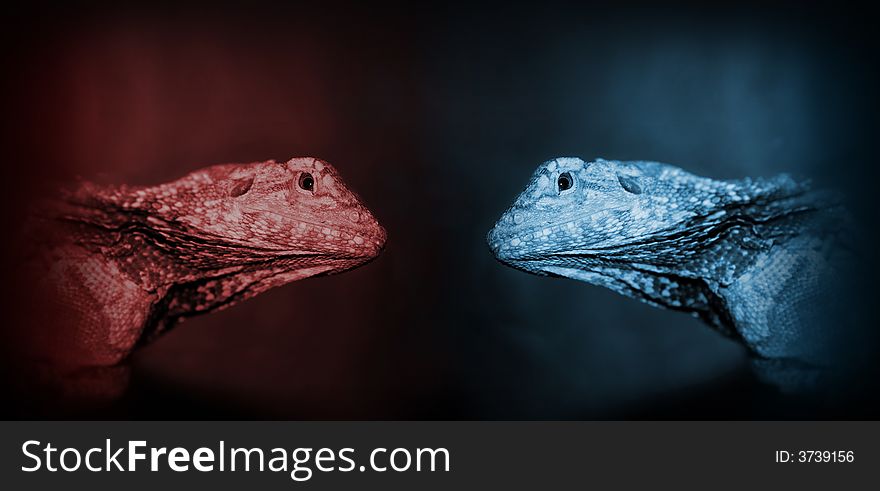 Agama lizards shot in terrarium toned in red and blue. Agama lizards shot in terrarium toned in red and blue