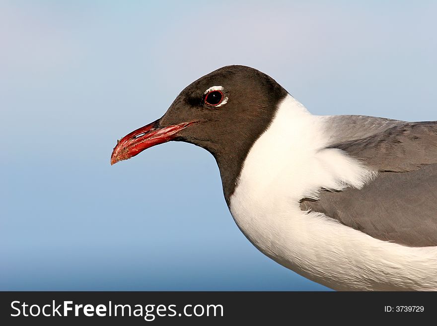 Close up of left side of Laughing Gull