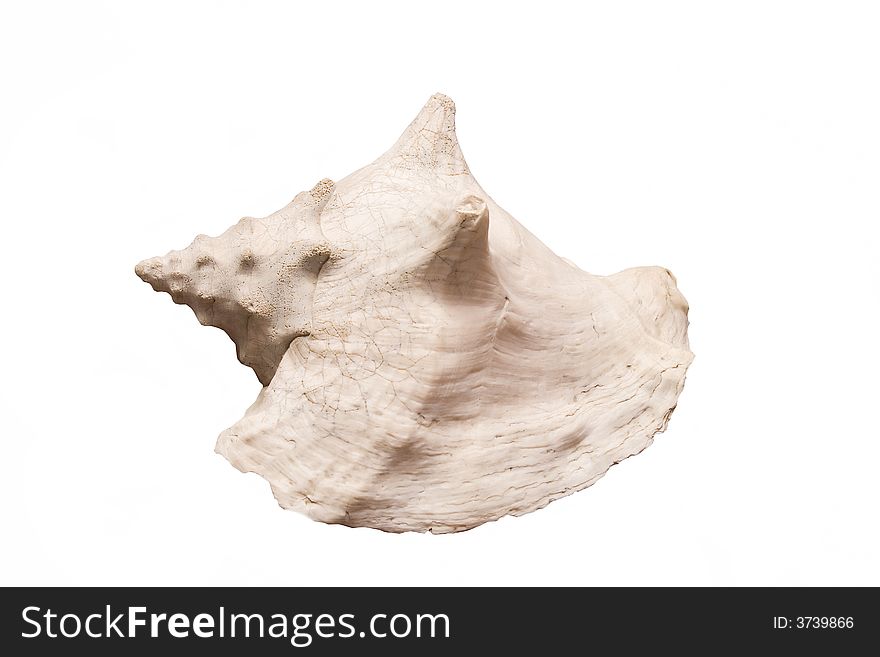 Large Seashell isolated on a white background