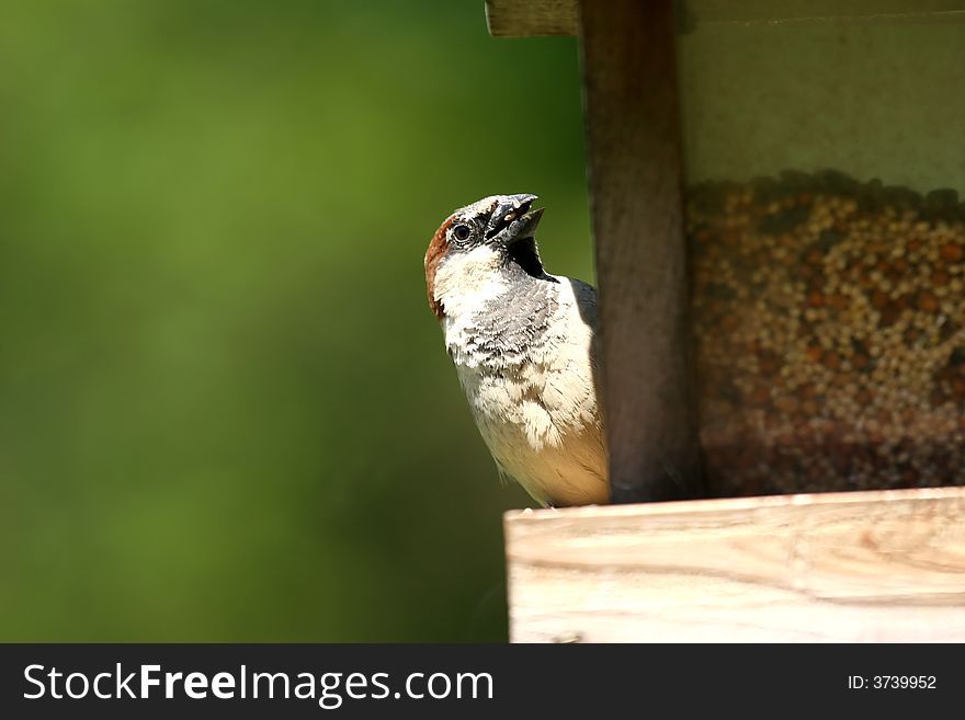Small Sparrow eating at a bird feeder