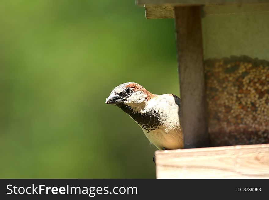 Small Sparrow