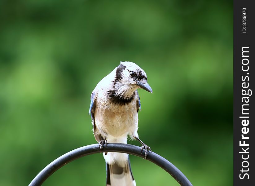 Front view of male Blue Jay Bird