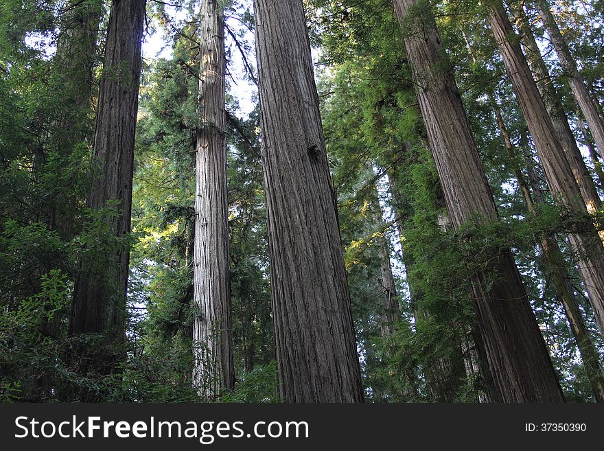 Trunks of tall California Redwood trees at sunrise in Humboldt Redwoods State Park. Trunks of tall California Redwood trees at sunrise in Humboldt Redwoods State Park.