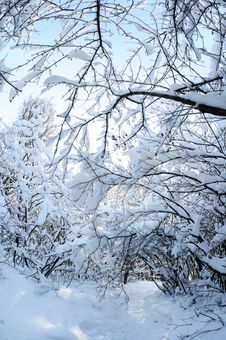 Snow In The Forest Royalty Free Stock Photography