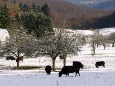 Browsing Bulls And Snow-covered Trees Stock Photography