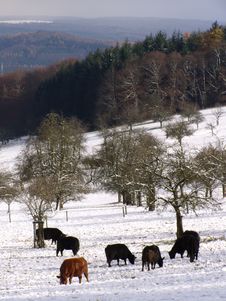 Bulls Browsing In The Snowy Mountains Stock Images
