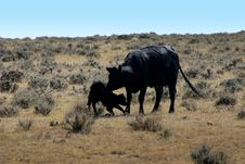 Cow And Her Calf Royalty Free Stock Images