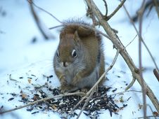 Red Squirrel Stock Image Red Squirrel Stock Image