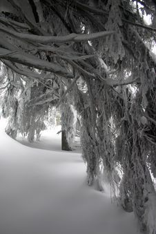 Free Snow Royalty Free Stock Images - 3748989