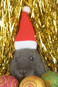 Grey Bunny And Christmas Decorations Stock Photos Grey Bunny And Christmas Decorations Stock Photos