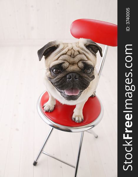 Very nice close up of Puggy Dog sit on red chair with white background